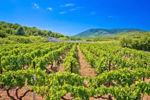 Zaštitite vinovu lozu neposredno pred cvatnju