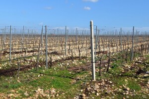 Pripremite se za prvu zaštitu vinograda bakrenim i sumpornim sredstvima