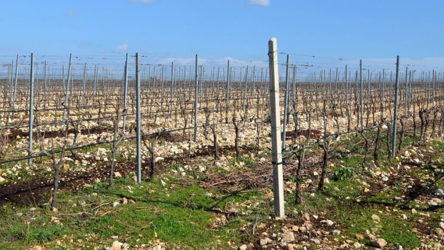 Pripremite se za prvu zaštitu vinograda bakrenim i sumpornim sredstvima