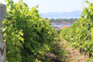 Nestat će polovina svjetskih vinograda?