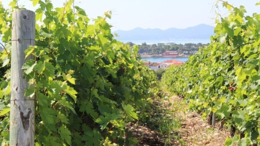 Nestat će polovina svjetskih vinograda?