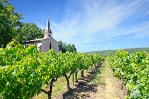 Vinogradari se protiv suše bore sjetvom leguminoza među redovima, ali i novim sortama