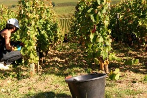 Velike vrućine negdje uništavaju vinogradarstvo, a negdje ga pokreću