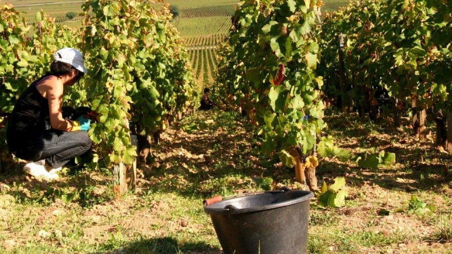 Velike vrućine negdje uništavaju vinogradarstvo, a negdje ga pokreću