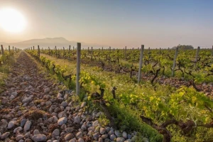 Najveći vinograd u Europi se nalazi u jednoj od njenih najmanjih država