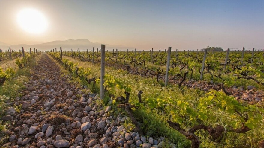 Najveći vinograd u Europi se nalazi u jednoj od njenih najmanjih država