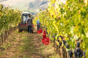 Širenje vinogradarske proizvodnje u Posavini