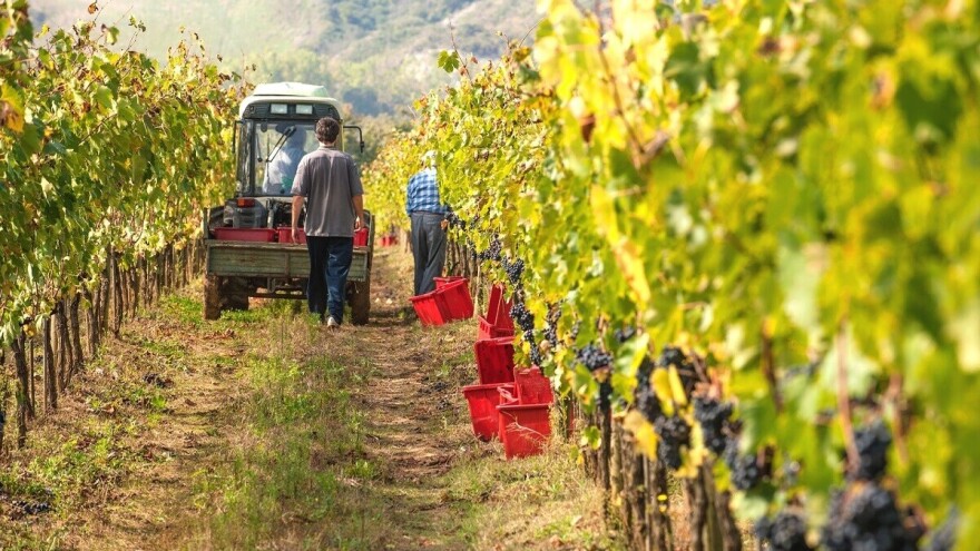 Širenje vinogradarske proizvodnje u Posavini
