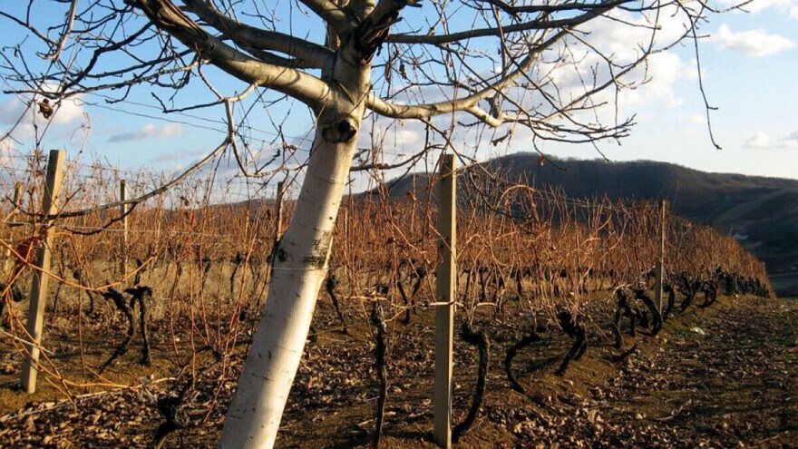 Od četvrtka stiže pravo proljeće!
