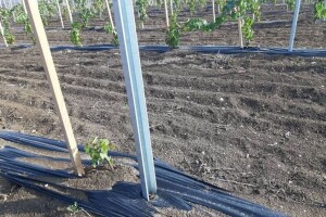 Podizanje novog vinograda: Dobro pripremite tlo i lozne kaleme