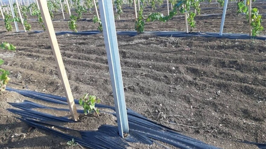 Podizanje novog vinograda: Dobro pripremite tlo i lozne kaleme