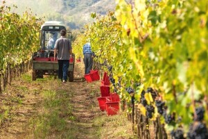 Domaći vinari nisu ravnopravni sa onima iz regiona, zato im je potrebna podrška države