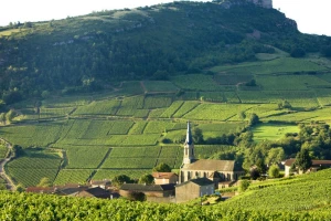 Imati vinograd stvar je prestiža - trgovci nekretninama prepoznali su taj trend