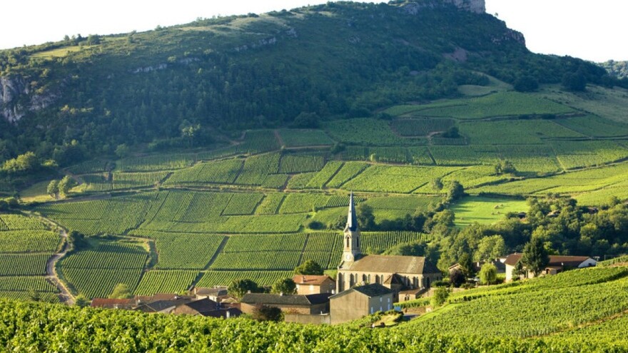 Imati vinograd stvar je prestiža - trgovci nekretninama prepoznali su taj trend