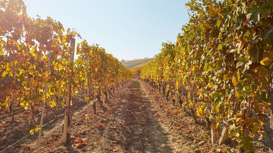 Jesenja obrada zemljišta u vinogradu