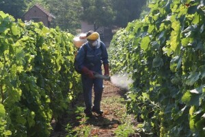 Vinogradari oprez: Siva plijesan napada stono grožđe!