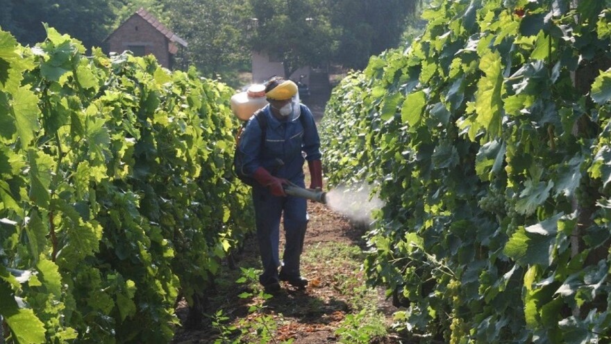 Vinogradari oprez: Siva plijesan napada stono grožđe!
