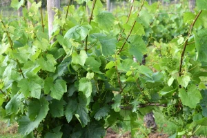 Vinogradari oprez: Ne dajte peronospori na lozu