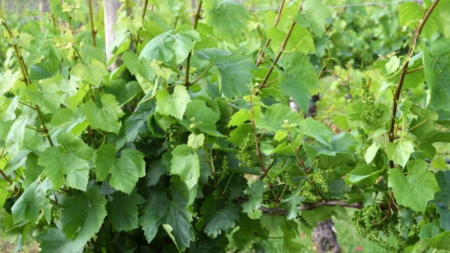 Vinogradari oprez: Ne dajte peronospori na lozu