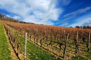 Preventivnim mjerama zaštititi vinograd od niskih temperatura