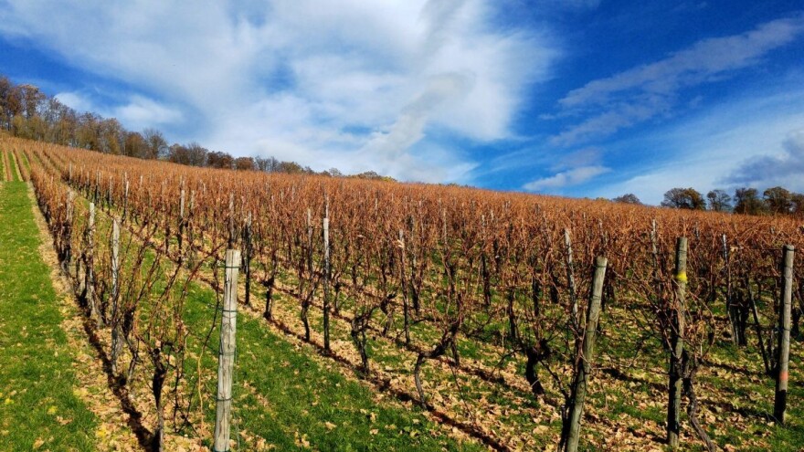 Preventivnim mjerama zaštititi vinograd od niskih temperatura