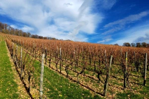 Preventivnim merama zaštititi vinograd od niskih temperatura
