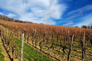 Preventivnim mjerama zaštititi vinograd od niskih temperatura