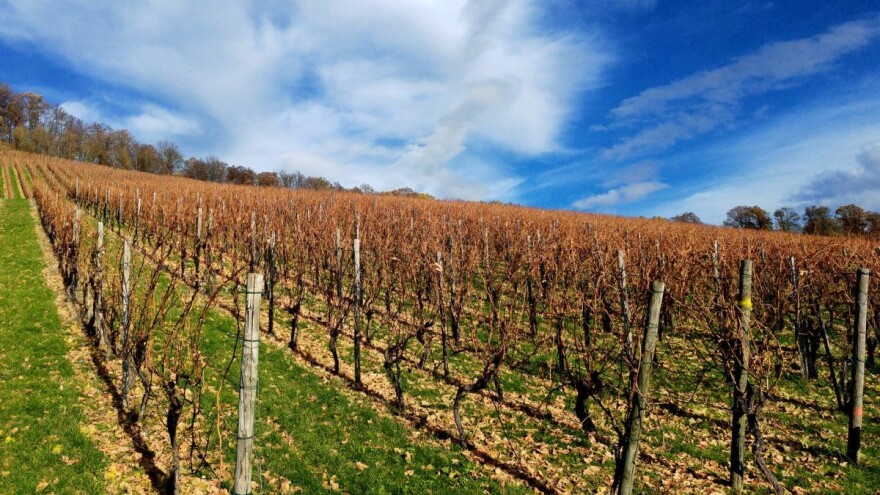 Preventivnim merama zaštititi vinograd od niskih temperatura