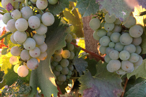 Erdutske će vinograde spasiti strateški partner