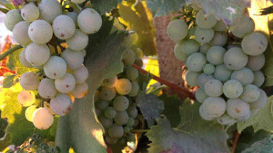 Erdutske će vinograde spasiti strateški partner