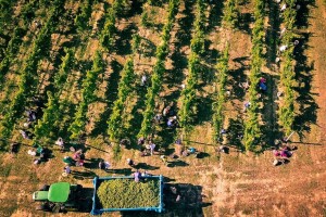 Najranija berba grožđa u povijesti vinogradarstva u kontinentalnoj Hrvatskoj