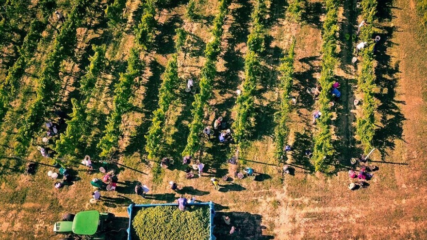 Najranija berba grožđa u povijesti vinogradarstva u kontinentalnoj Hrvatskoj