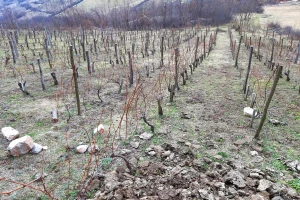 Fitoplazma vinove loze: Bolest koja sve više prijeti vinogradarstvu