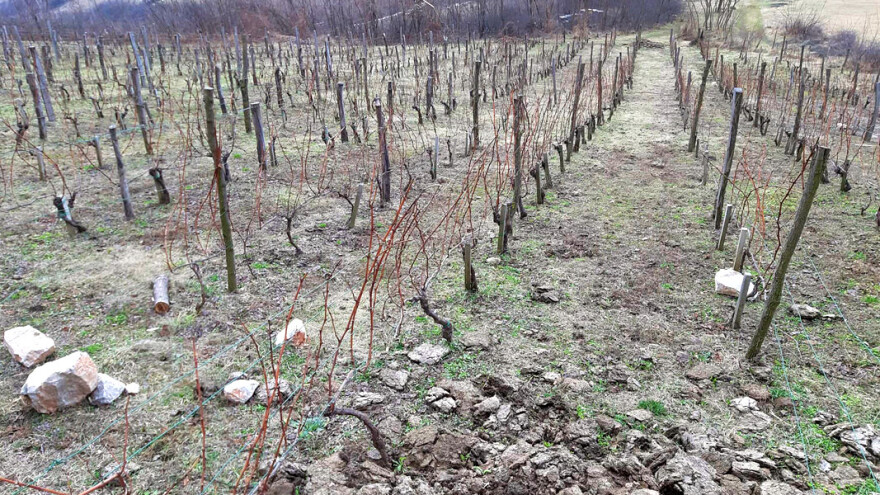Fitoplazma vinove loze: Bolest koja sve više preti srpskom vinogradarstvu