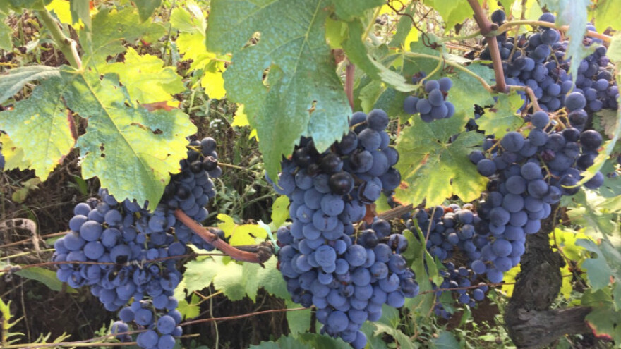 Odriješili kesu: Podržavaju maslinare, smiljare, voćare