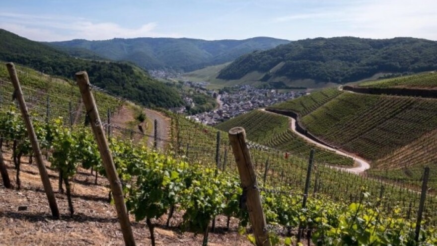 Tajna kvalitete međimurskih crnih vina