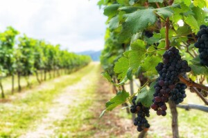 Kako pravilno pomladiti ogranke i krakove na trsu vinove loze?