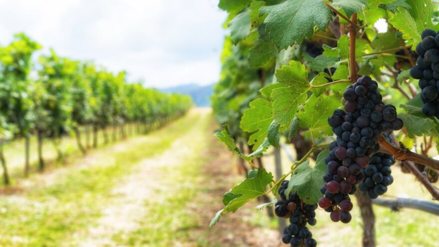 Kako pravilno pomladiti ogranke i krakove na trsu vinove loze?