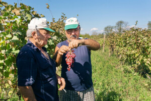Organski proizvođači tražit će bar milion KM poticaja!