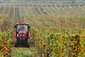Zarađuju li više vinari ili vinogradari?