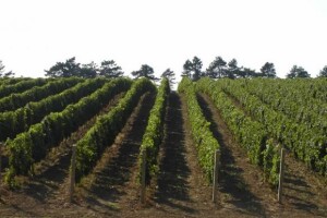 Traminac i graševina najtraženiji
