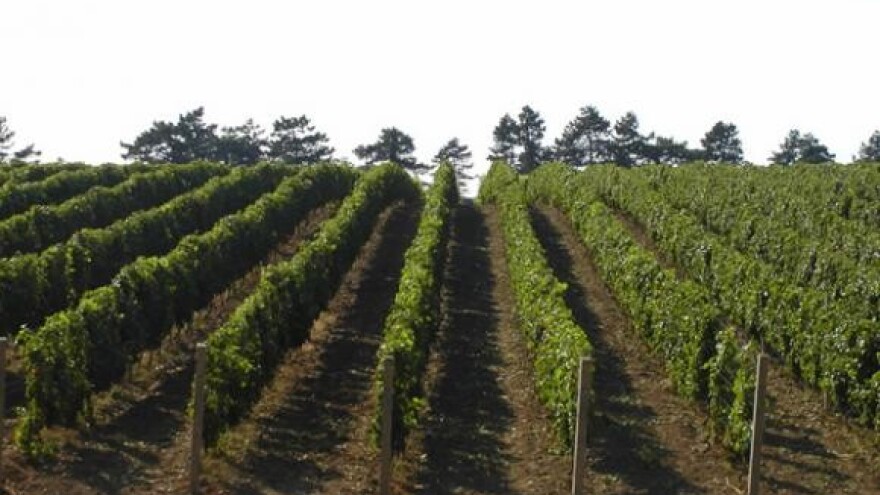 Traminac i graševina najtraženiji