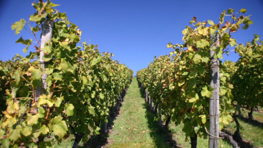 Kako skinuti lastare sa čokota?