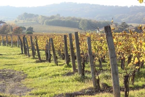 Nega organskog vinograda