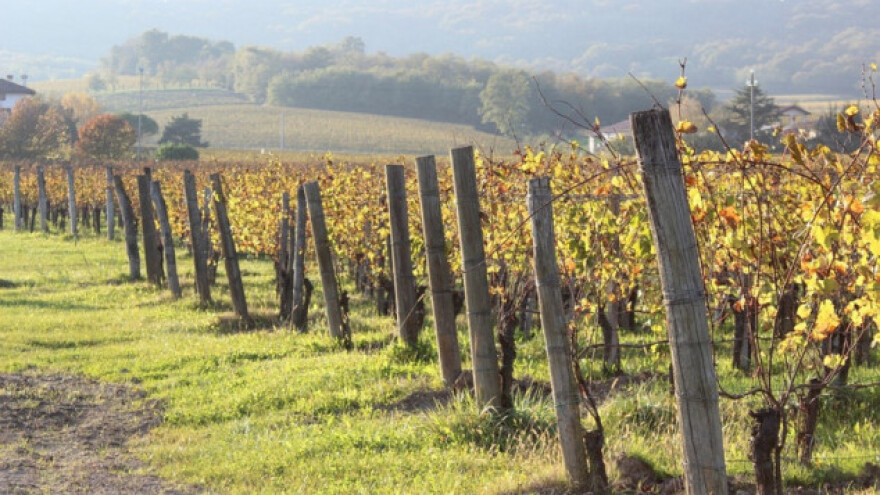 Njega organskog vinograda