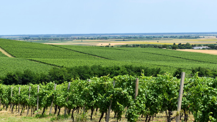 Vinova loza u Hrvatskoj - tko su TOP 10 proizvođača?