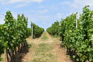 HR ekološko vinogradarstvo u brojkama + što se mijenja s potporama?