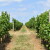 HR ekološko vinogradarstvo u brojkama + što se mijenja s potporama?