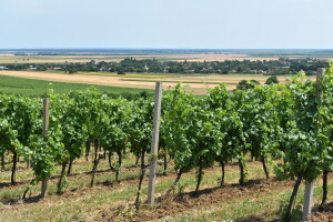 Rast površina pod vinogradom - rezultat Vinske omotnice?