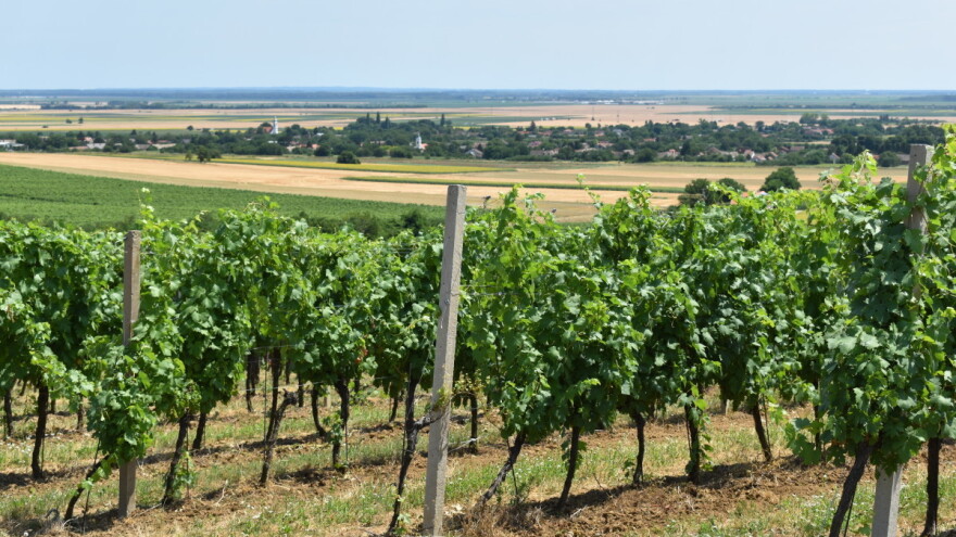 Rast površina pod vinogradom - rezultat Vinske omotnice?